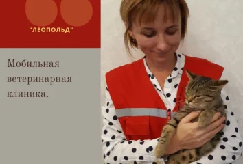 Стерилизация кошки на дому 2800 руб.