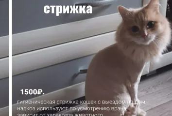 Стрижка кошки под наркозом или без наркоза 1500 руб